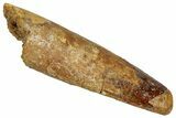 Fossil Spinosaurus Tooth - Feeding Worn Tip #353065-1
